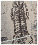 S226 - Top Well Preserved Keichousaurus hui Early Triassic Marine Reptile WITH VISIBLE TEETH dorsal view