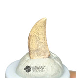 20241 - Nicely Preserved Kryptops palaios Abelisaurid Theropod Dinosaur Tooth