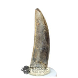 20030 - Large Kryptops palaios Abelisaurid Theropod Dinosaur Tooth - Cretaceous Elrhaz Fm