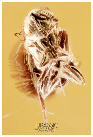 J26 - Nice ENCYRTID WASP Encyrtidae Fossil Inclusion Genuine BALTIC AMBER + HQ Picture