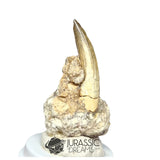 20143 - Nicely Preserved Suchomimus tenerensis Dinosaur Tooth in Natural Matrix