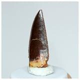 1028 - Gem Grade Abelisaurid 0.98'' Dinosaur Tooth