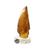 20414 - Nicely Preserved Kryptops palaios Abelisaurid Theropod Dinosaur Tooth