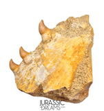 S265 - Beautiful Halisaurus arambourgi (Mosasaur) Partial Right Maxillary - Late Cretaceous