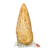 J516 - Nicely Preserved Spinosaurus aegyptiacus Dinosaur Foot Claw - Red Sanstone Beds