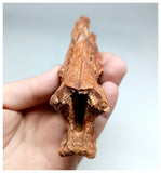 1138 - Top Rare Calamopleurus africanus Cretaceous Fish Skull Bone KemKem Beds