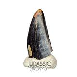 S102 - Juvenile Tyrannosaur Dinosaur Tooth Tip - Judith River Fm