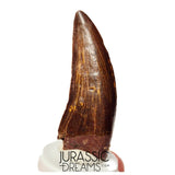 S110 - Gem Grade Carcharodontosaurus saharicus Dinosaur Tooth