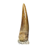 S350 - Gem Grade Suchomimus tenerensis Spinosaurid Dinosaur Tooth - Cretaceous Elrhaz Fm