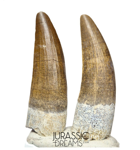 S126 - Set of 2 Finest Quality Suchomimus tenerensis Spinosaurid Dinosaur Teeth