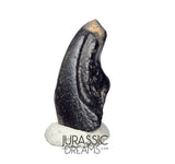 J140 - Top Rare Alvarezsaurid Theropod Dinosaur Claw - Lower Cretaceous Elrhaz Fm