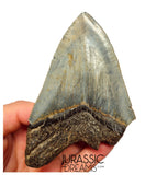 J419 - Outstanding Huge Serrated Megalodon Shark Tooth - Miocene - South Carolina
