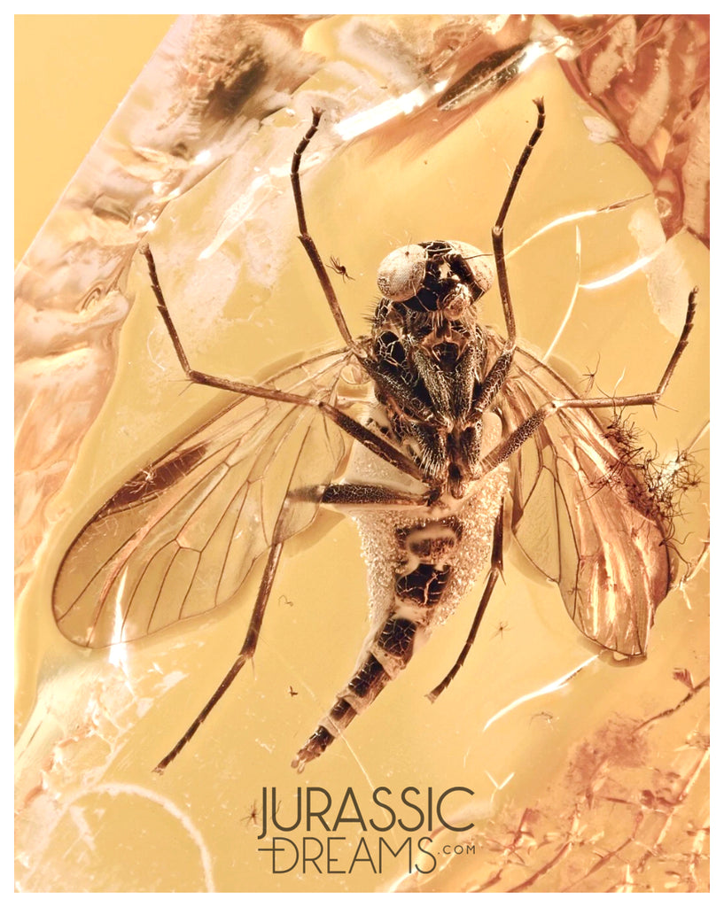 J27 - PREDATORY SNIPE FLY Rhagionidae RHAGIO Fossil Inclusion Genuine BALTIC AMBER + HQ Picture