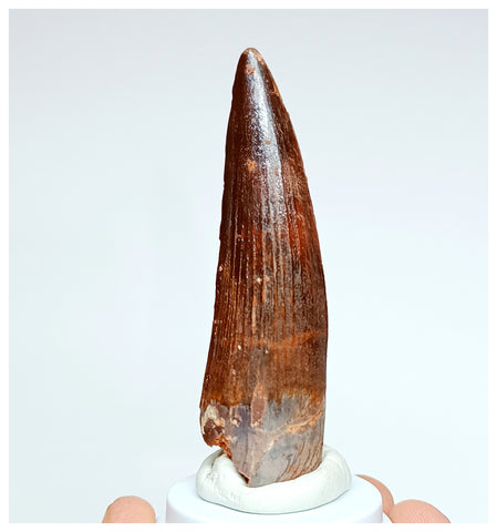 1024 - Gem Grade Spinosaurus aegyptiacus 2.95'' Dinosaur Tooth