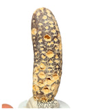 S423 - Rare Agatized Fossil Cycadophyte Seed Cone - Late Eocene from Occidental Sahara - (signs of insect predation)