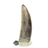 20030 - Large Kryptops palaios Abelisaurid Theropod Dinosaur Tooth - Cretaceous Elrhaz Fm