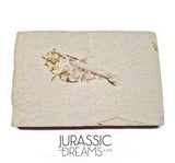 S301 - Nicely Preserved "Diplomystus dentatus" Fossil Fishs - Eocene Age from USA