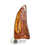 20224 - Finest Grade Carcharodontosaurus saharicus Dinosaur Premaxillary Tooth