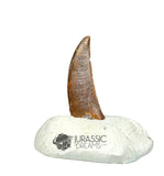 20359 - Nicely Preserved Kryptops palaios Abelisaurid Theropod Dinosaur Premaxillary Tooth