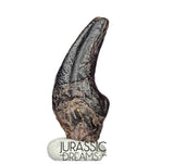 J196 - Top Rare Killer Theropod (cf Alvarezsaurid) Dinosaur Manus Claw - Lower Cretaceous Elrhaz Fm