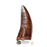20041 - Gem Grade Carcharodontosaurus saharicus Dinosaur Tooth IN CATAWIKI AUCTION NOW