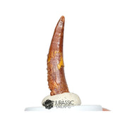20518 - Gem Grade Pterosaur (Coloborhynchus) Tooth - Cretaceous KemKem Beds