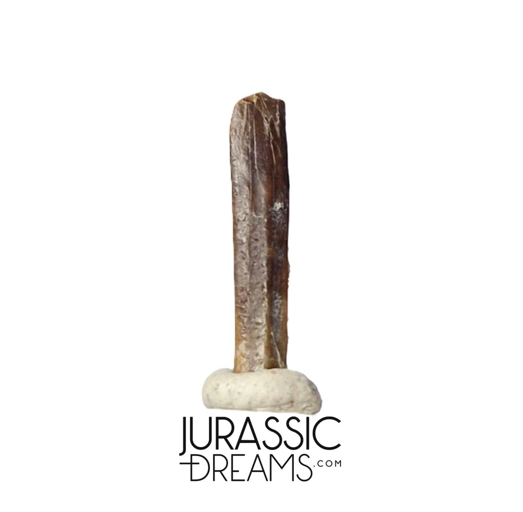 S373 - Top Rare Nigersaurus taqueti Rebbachisaurid Sauropod Dinosaur Tooth