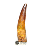 20115 - Gem Grade Spinosaurus aegyptiacus Dinosaur Tooth - Cretaceous KemKem Beds