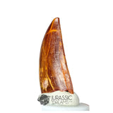 20317 - Gem Grade Carcharodontosaurus saharicus Dinosaur Tooth