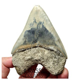 J568 - Gem Grade Killer Blue Megalodon Tooth from Rare Indonesia Location
