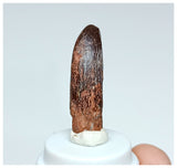 1070 -Nicely Preserved Rebbachisaurus garasbae Diplodocoid Sauropod Dinosaur Tooth