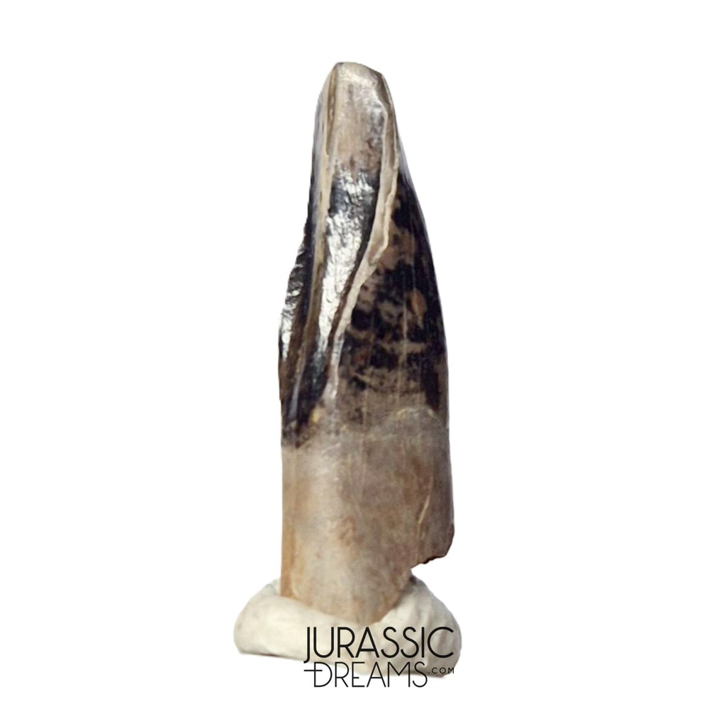 J477 - Tyrannosaur Dinosaur Tooth - Nanotyrannus Premaxillary Tooth (cf Aublysodon) - Hell Creek Fm