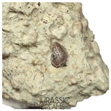 S134 - Exceedingly Rare Oldest Thyreophoran Dinosaur Tooth (Likely cf Spicomellus or Adratiklit) - El Mers Fm
