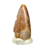 S69 - Top Rare Majungasaurus crenatissimus Abelisaurid Dinosaur PREMAXILLARY Tooth