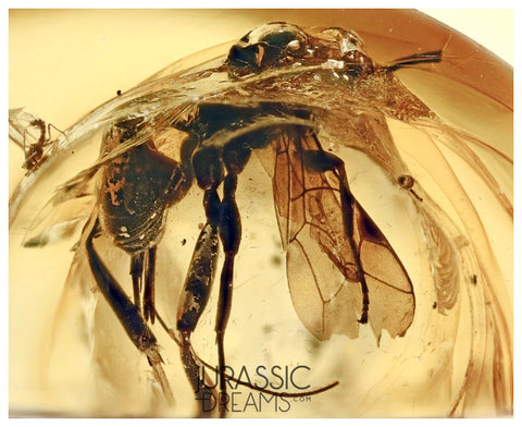 J29 - WASP Ichneumonidae Fossil Inclusion Genuine BALTIC AMBER + HQ Picture