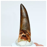 1035 - Gem Grade Suchomimus tenerensis 2.36'' Dinosaur Tooth