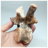 1117 - Complete  Unidentified Crocodile Dorsal Vertebra Bone Late Cretaceous