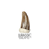 S103 - Top Rare Dromaeosaurid Raptor Theropod Dinosaur PREMAXILLARY Tooth - Judith River Fm