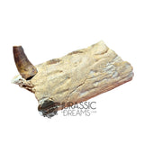 20017 - Unusual Suchomimus tenerensis Spinosaurid Dinosaur Left Hemi dentary