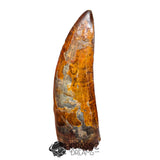 20018 - Top Huge Carcharodontosaurus saharicus Dinosaur Tooth