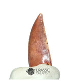 20218 - Gem Grade Abelisaurid Dinosaur Tooth - Cretaceous KemKem Beds