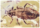 J32 - APHID Hormaphidinae Fossil Inclusion Genuine BALTIC AMBER + HQ Picture