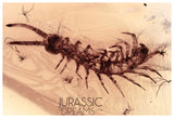 J502 - Top Rare CENTIPEDE Lithobiidae Fossil Inclusion Genuine BALTIC AMBER + HQ Picture