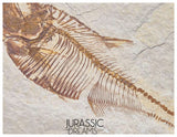 S323 - Nicely Preserved Association of 2 "Diplomystus dentatus" Fossil Fishes - Eocene Age from USA