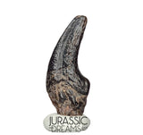 J196 - Top Rare Killer Theropod (cf Alvarezsaurid) Dinosaur Manus Claw - Lower Cretaceous Elrhaz Fm