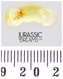 J14 - SPIDER Araneae Fossil Inclusion Genuine BALTIC AMBER + HQ Picture