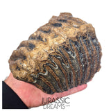 S236 - Nicely Preserved Huge Ice Age Woolly Mammoth (Mammuthus primigenius) Upper Molar Tooth