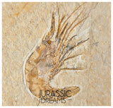 S267 - Nicely Preserved Fossil Shrimp "Carpopenaeus sp" - Cretaceous from Lebanon