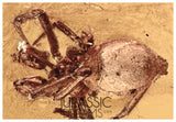 J34 - Nice SPIDER Araneae Fossil Inclusion Genuine BALTIC AMBER + HQ Picture