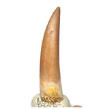 S253 - Stunning Large Zarafasaura oceanis (Elasmosaur) Partially Rooted Tooth - Late Cretaceous